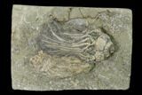 Fossil Crinoid (Macrocrinus) - Crawfordsville, Indiana #138333-1